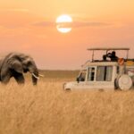 elephant safari