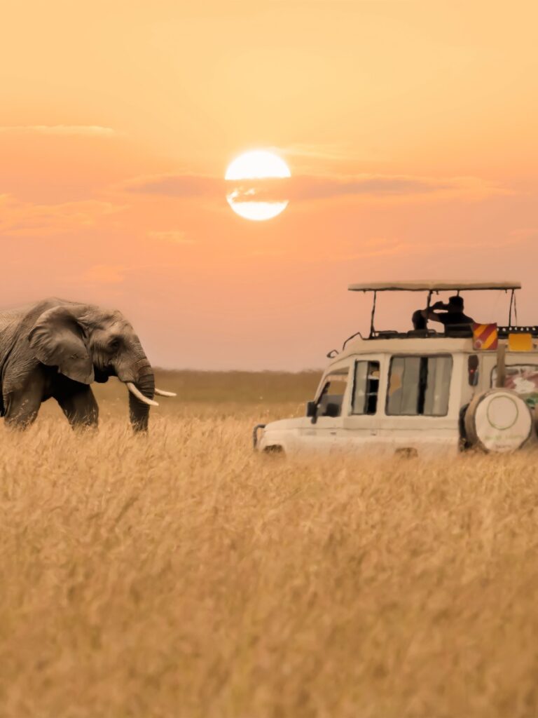 elephant safari