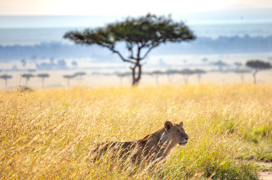 3-days-masai-mara