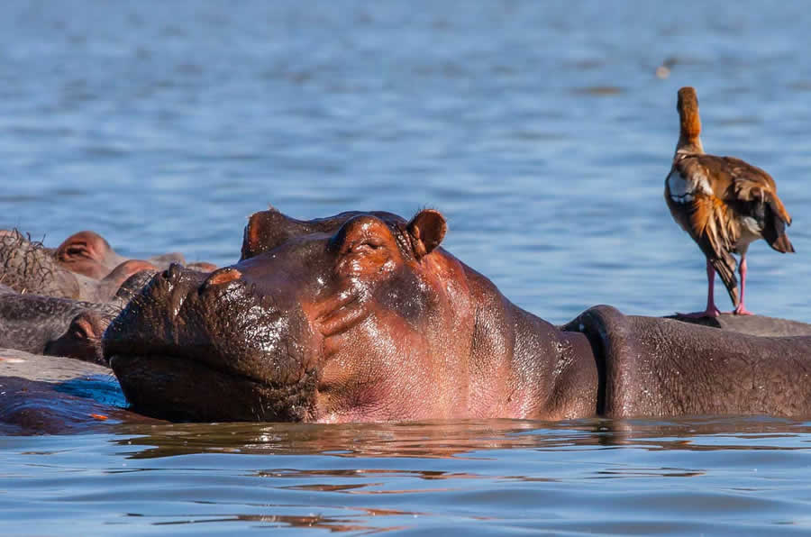 Lake-Naivasha-Hippos