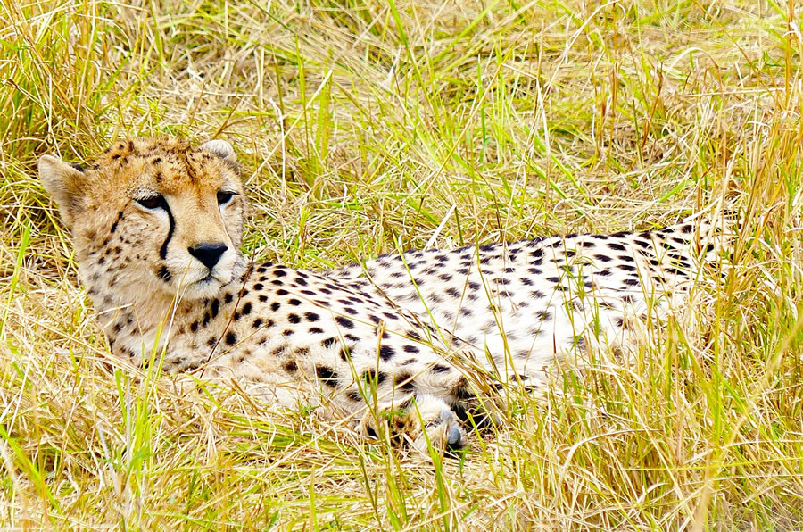 cheetah-818024_1280