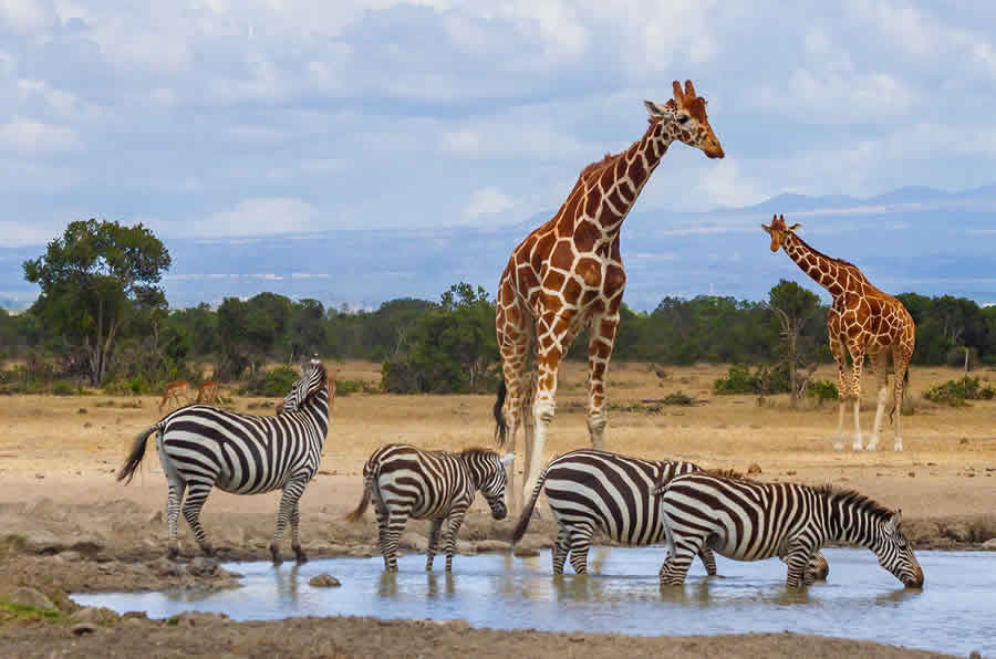 ol-pejeta-conservancy