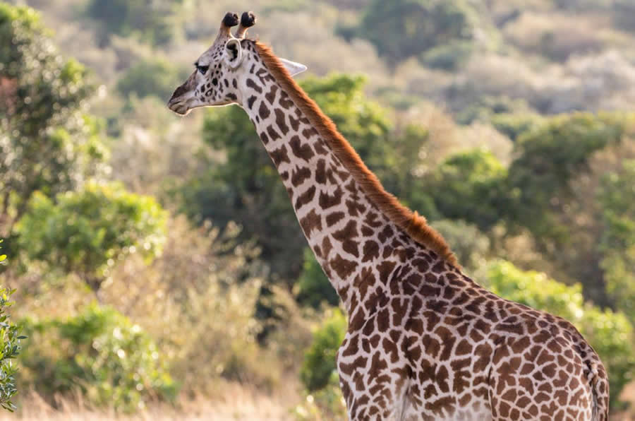 samburu-national-park