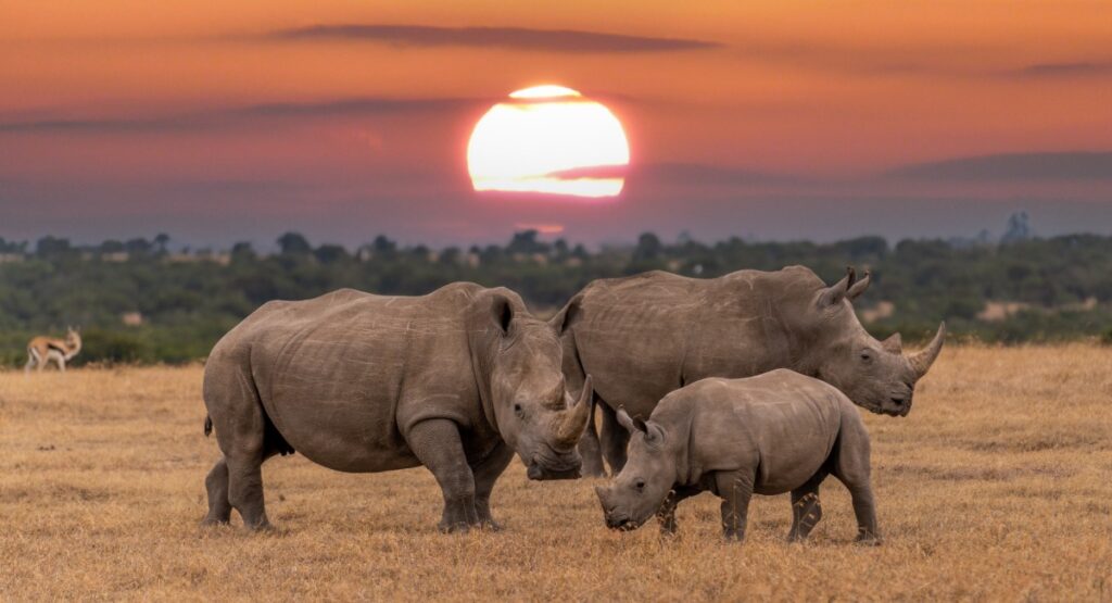 rhinos