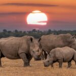 rhinos
