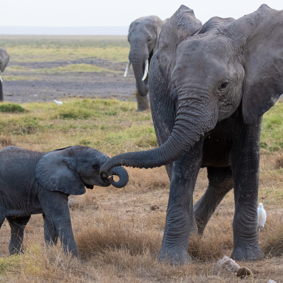 elephant-with-baby